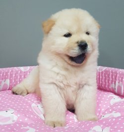 Chow Chow  Çi̇n Aslanı  Kar Beyaz Yavrular 2