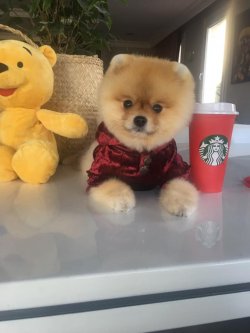 AYI SURAT POMERANİAN  ORJİNAL BASIK BURUNLU TEDY BEAR BOO YAVRULA 1