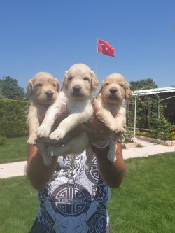 Golden Retriever Bebişler 3
