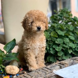 MİNİ TOY POODLE APRİCOT YAVRULAR 2