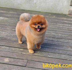 Teoo. Pomeranian 3