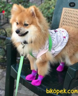 Enerjik Sevecen Pomerian 2