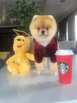 AYI SURAT POMERANİAN  ORJİNAL BASIK BURUNLU TEDY BEAR BOO YAVRULA 3