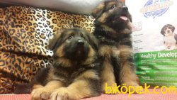 Kali̇teli̇ Alman Kurdu Yavrularımız 4