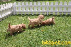 Muhtesem Guzellikte TOY POODLE YAVRULARI 3