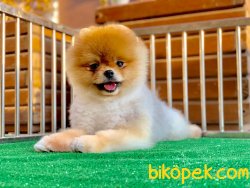 Pomeranian Boo Tailand 3