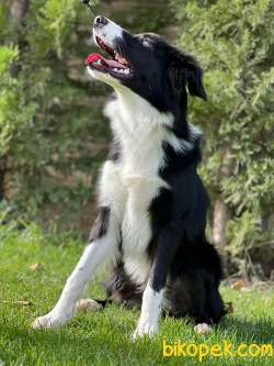 En Sevimli Ve Güzel Border Collie Yavruları 2