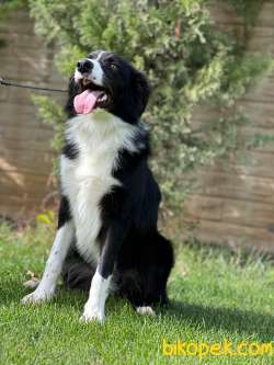 En Sevimli Ve Güzel Border Collie Yavruları 5