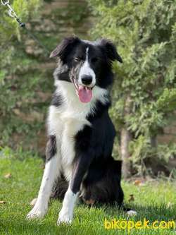 En Sevimli Ve Güzel Border Collie Yavruları 3