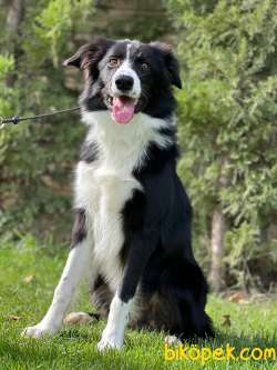 En Sevimli Ve Güzel Border Collie Yavruları 4