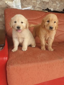 Golden Retriever Bebişler 1