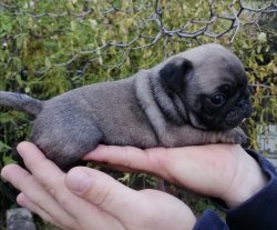 Satılık Pug Mops 3