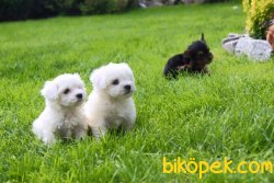 muhtesem MALTESE TERRIER YAVRULAR 1