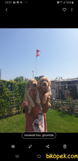 Golden Retriever Sevimli Yavrular 3