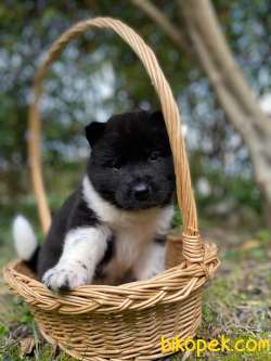 A Class İstanbul'da Tek Amerikan Akita Yavrular 1