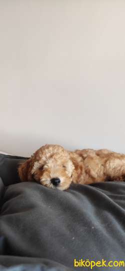 A SCR MUHTEŞEM TOY POODLE BEBEKLERİMİZ 2