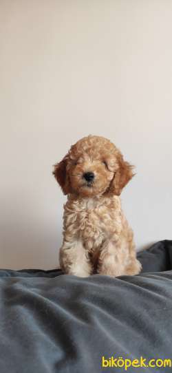 A SCR MUHTEŞEM TOY POODLE BEBEKLERİMİZ 5