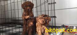 A SCR TOY POODLE BEBEKLERİMİZ 3