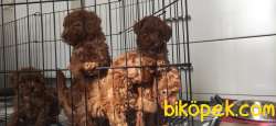 A SCR TOY POODLE BEBEKLERİMİZ 2