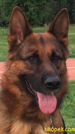 Kali̇teli̇ Alman Kurdu Yavrularımız 1