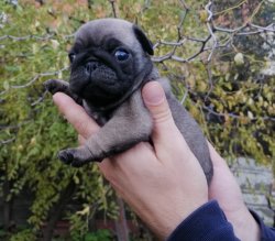 Satılık Pug Mops 2