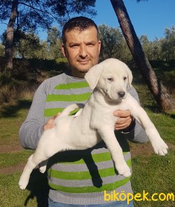 Akbaş Çoban Köpeği 1
