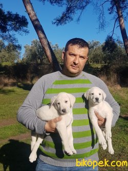 Akbaş Çoban Köpeği 2