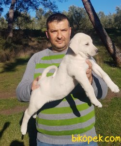 Akbaş Çoban Köpeği 3