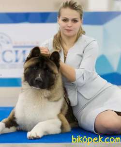 Amerikan Akita Inu Yavruları 5