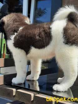 Amerikan Akita Inu Yavruları 4