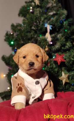 Aşılı Golden Dişi Yavrularımız 1