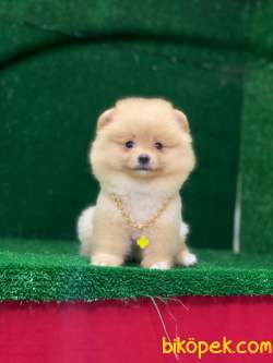 Ayı Surat. A Kalite Yavruları 5