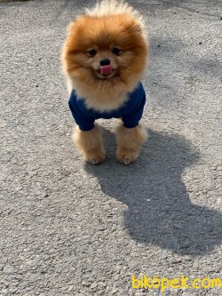 AYI SURAT BASIK BURUN POMERANİAN 2