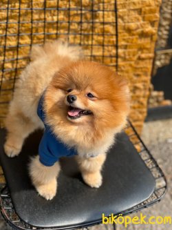 AYI SURAT BASIK BURUN POMERANİAN 3