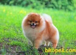 Ayı Surat Pomeranian 2