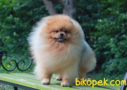 Ayı Surat Pomeranian 1