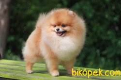 Ayı Surat Pomeranian 3