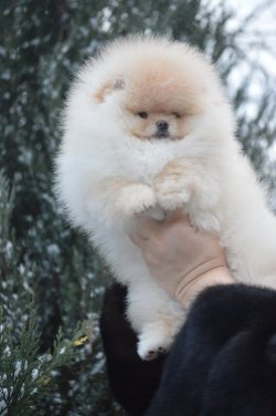 AYI SURAT POMERANİAN  ORJİNAL BASIK BURUNLU TEDY BEAR BOO YAVRULA 3