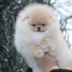 AYI SURAT POMERANİAN  ORJİNAL BASIK BURUNLU TEDY BEAR BOO YAVRULA 1