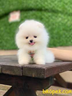 Ayıcık Yüzlü Pomeranian Boo 3