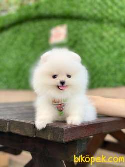 Ayıcık Yüzlü Pomeranian Boo 5