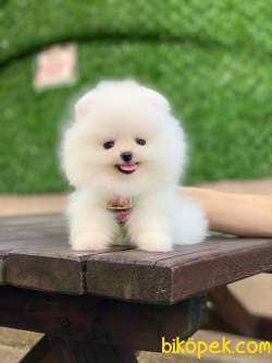 Ayıcık Yüzlü Pomeranian Boo 2