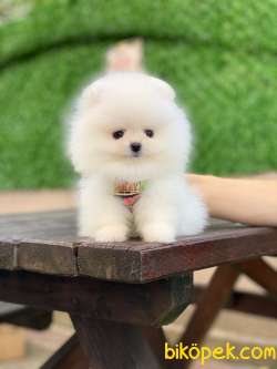 Ayıcık Yüzlü Pomeranian Boo 4