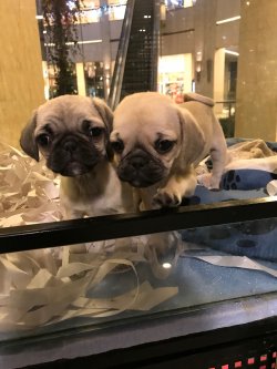 Pug Mops Yavrularımız 1. Sınıf 2