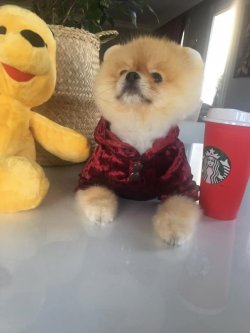 AYI SURAT POMERANİAN  ORJİNAL BASIK BURUNLU TEDY BEAR BOO YAVRULA 2