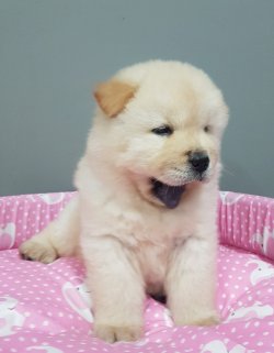 Chow Chow  Çi̇n Aslanı  Kar Beyaz Yavrular 1