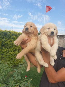 Golden Retriever Bebişler 5