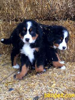 Bernese Yavruları Sağlık Ve Irk Garantili 1
