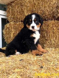 Bernese Yavruları Sağlık Ve Irk Garantili 3