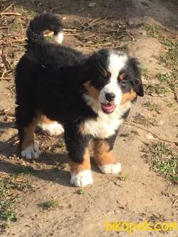 Bernese Yavruları Sağlık Ve Irk Garantili 4